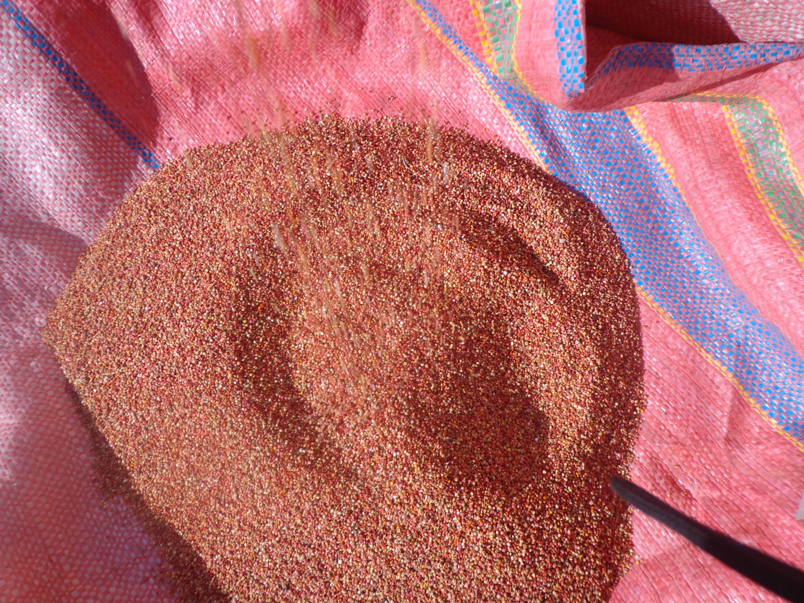 Like the orange and red varieties, yellow quinoa is ideal for making porridge (mazamorra) and kispiño.